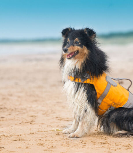 Skyddsvästen på hunden har flera syften